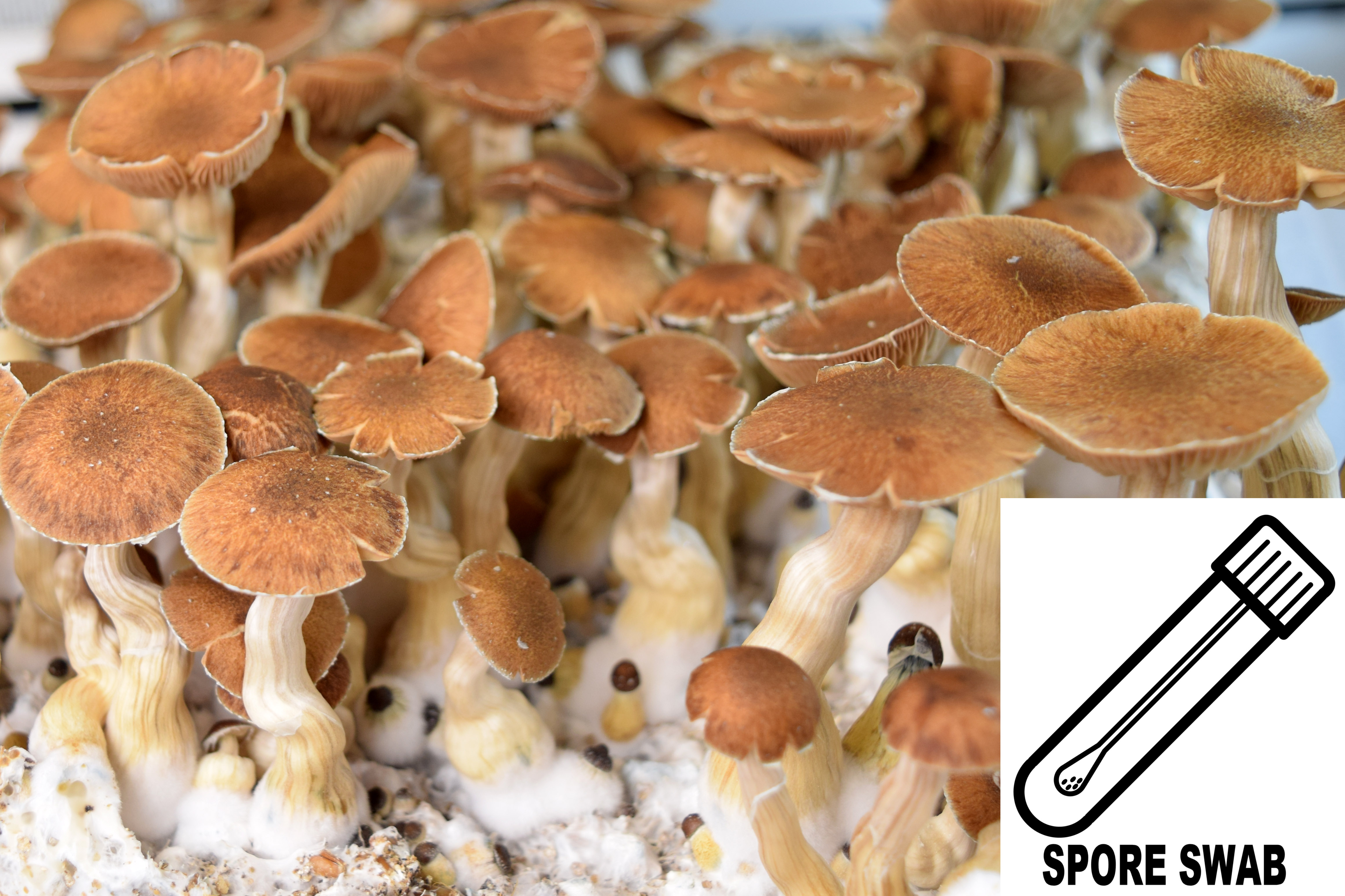 Psilocybe cubensis : Z Strain Spore Swab Psilocybe cubensis : Z Strain Spore Swab